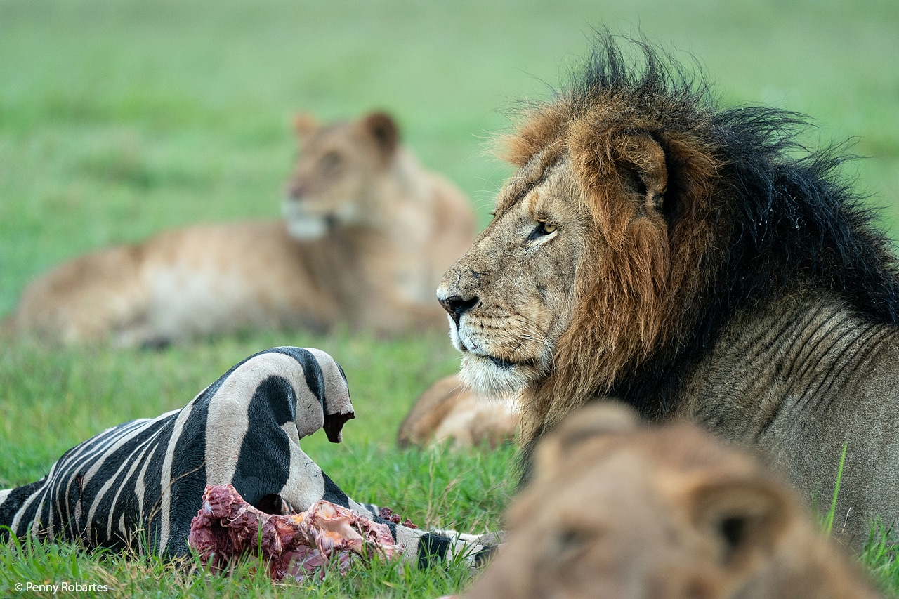 Maasai Mara Safari