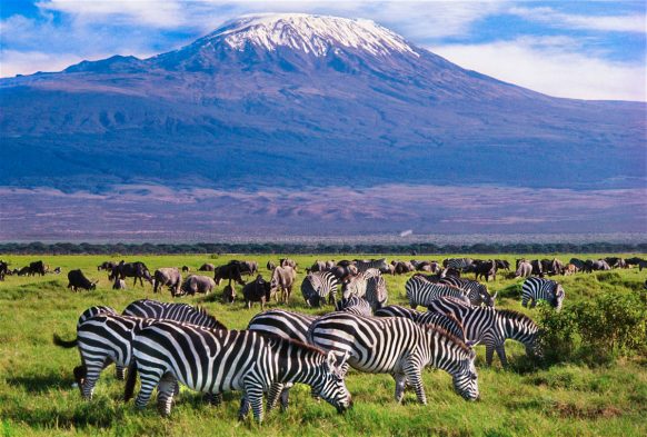 Amboseli Safari