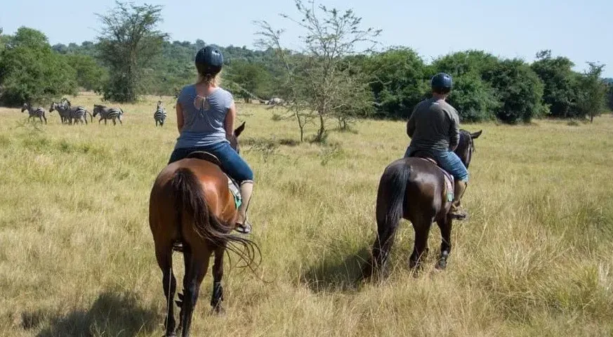 Horse 2