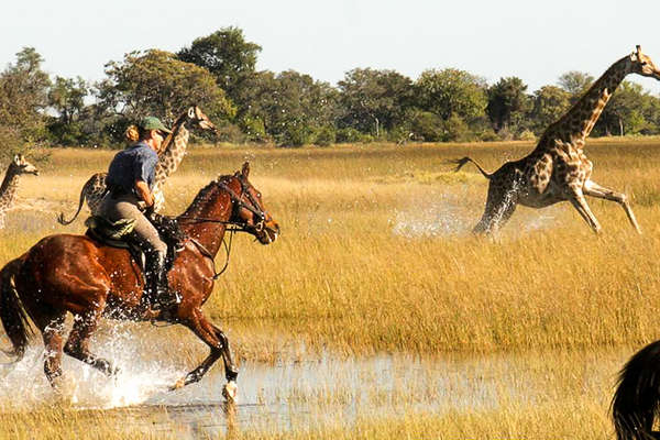 Horse 4