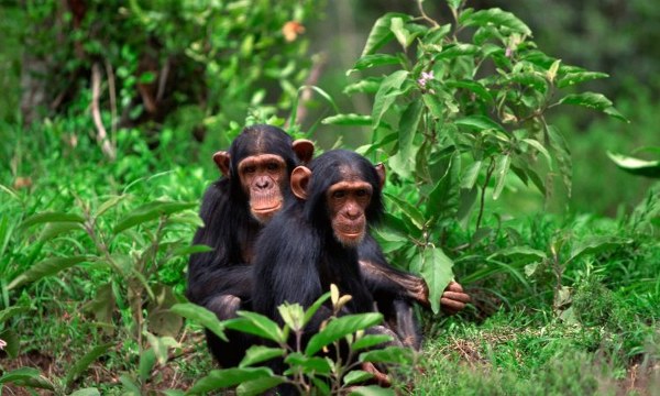 Nyungwe Forest National Park