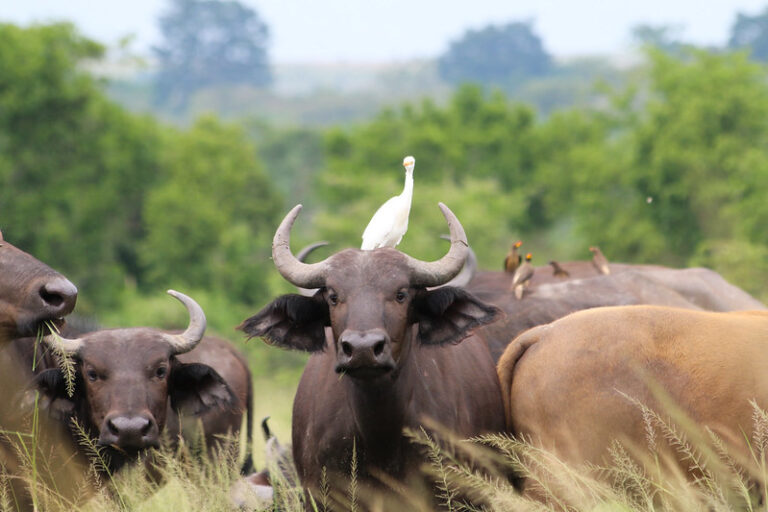 Queen Elizabeth National Park